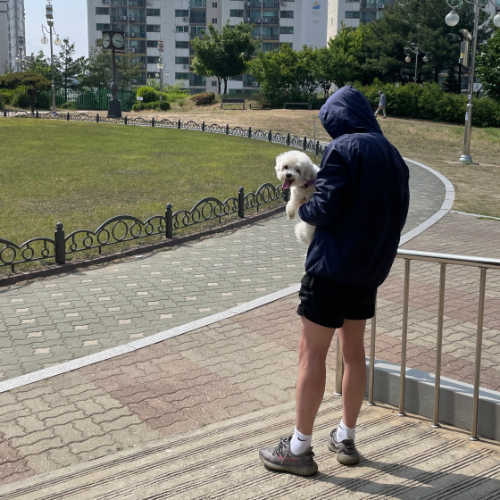 아디다스 이지 부스트 350 V2 벨루가 2.0 AH2203 photo review