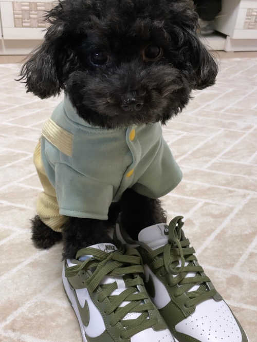 나이키 덩크 로우 미디움 올리브 DD1503-120 photo review