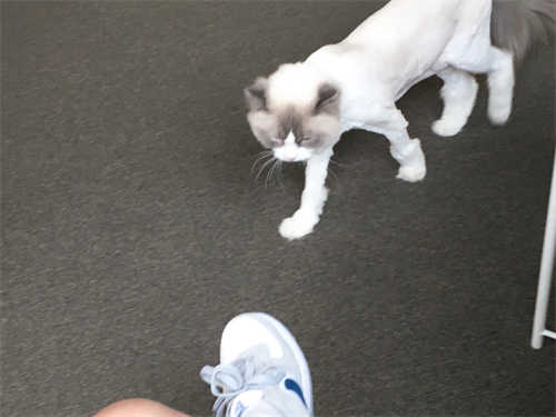 나이키 에어포스 1 LV8 애슬레틱 클럽 라이트 스모크 그레이 마리나 DH9597-001 photo review